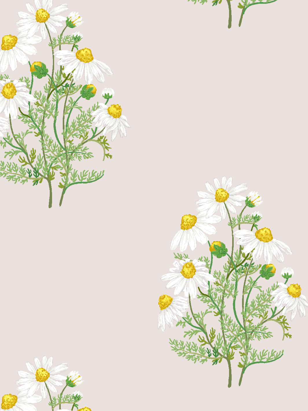 fleur-de-camomille-wallpaper-by-sarah-jessica-parker-oyster