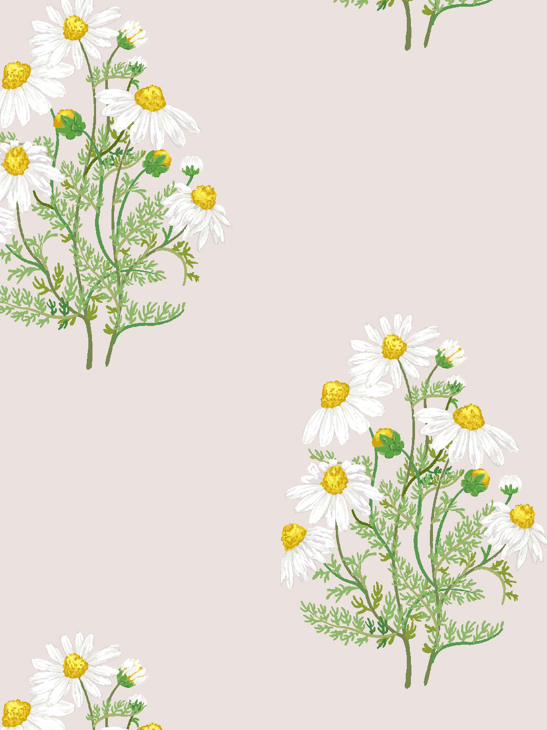 'Fleur De Camomille' Wallpaper by Sarah Jessica Parker - Oyster