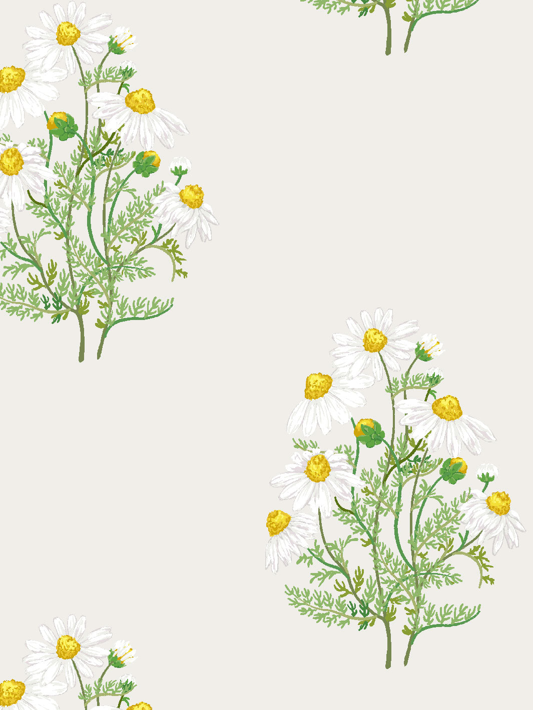 fleur-de-camomille-wallpaper-by-sarah-jessica-parker-parchment