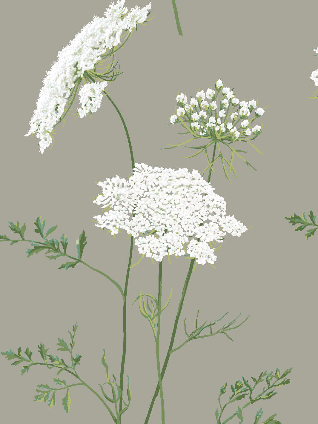 'The Queen's Lace' Wallpaper by Sarah Jessica Parker - Pepper