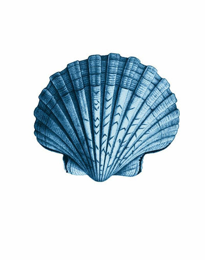 seashell blue