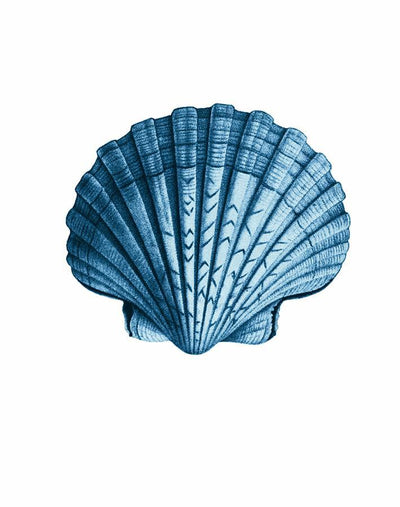 'Seashell' Wallpaper by Wallshoppe - Blue