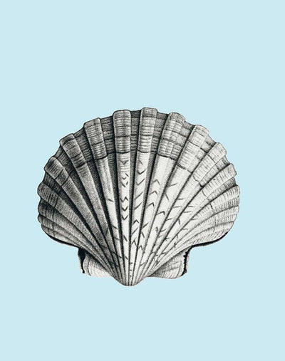 seashell sky