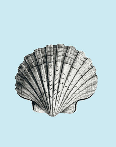 'Seashell' Wallpaper by Wallshoppe - Sky