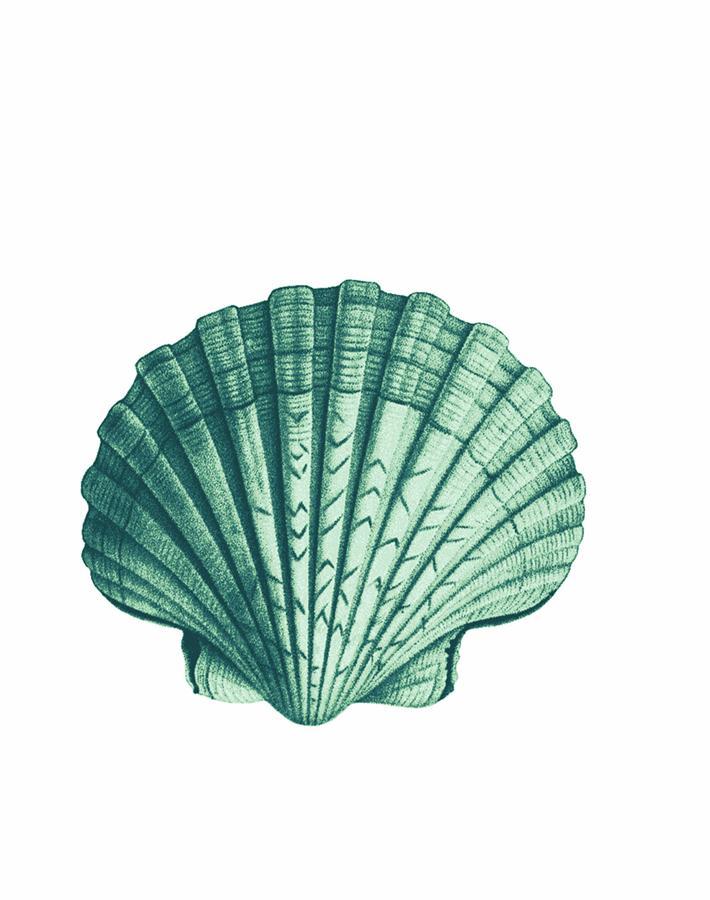 'Seashell' Wallpaper by Wallshoppe - Green