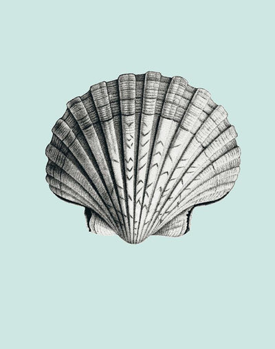 seashell seafoam