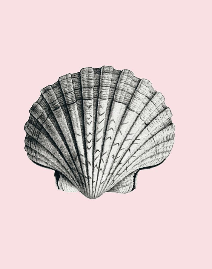 'Seashell' Wallpaper by Wallshoppe - Shell