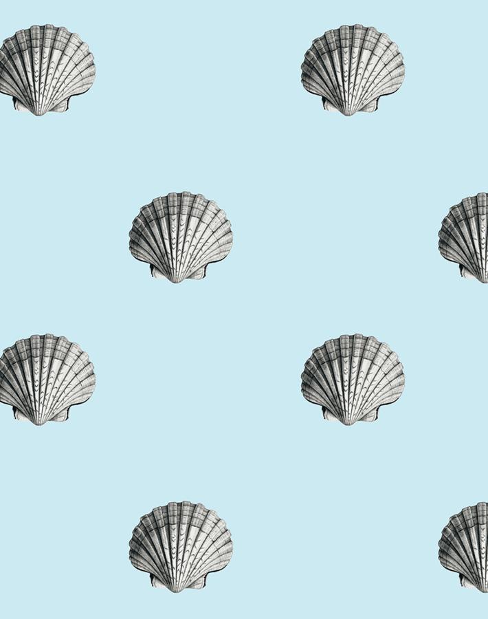 seashell sky