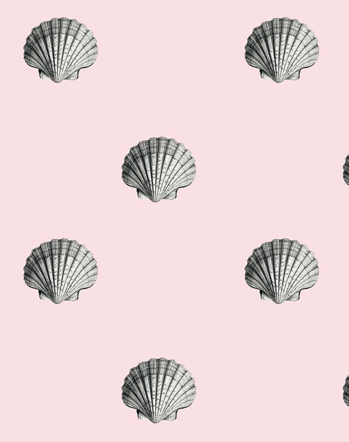 seashell shell