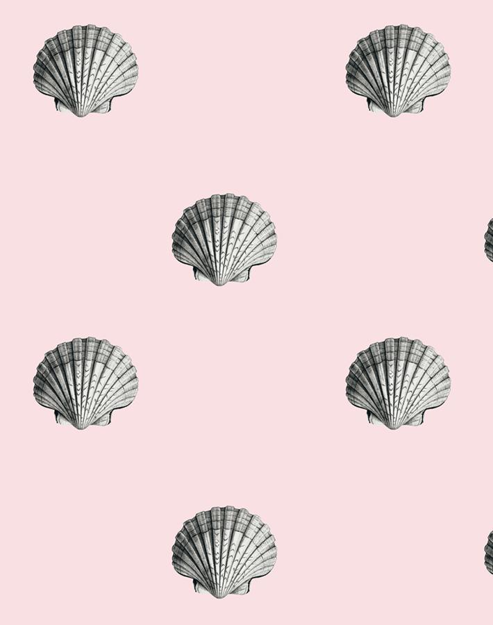 'Seashell' Wallpaper by Wallshoppe - Shell