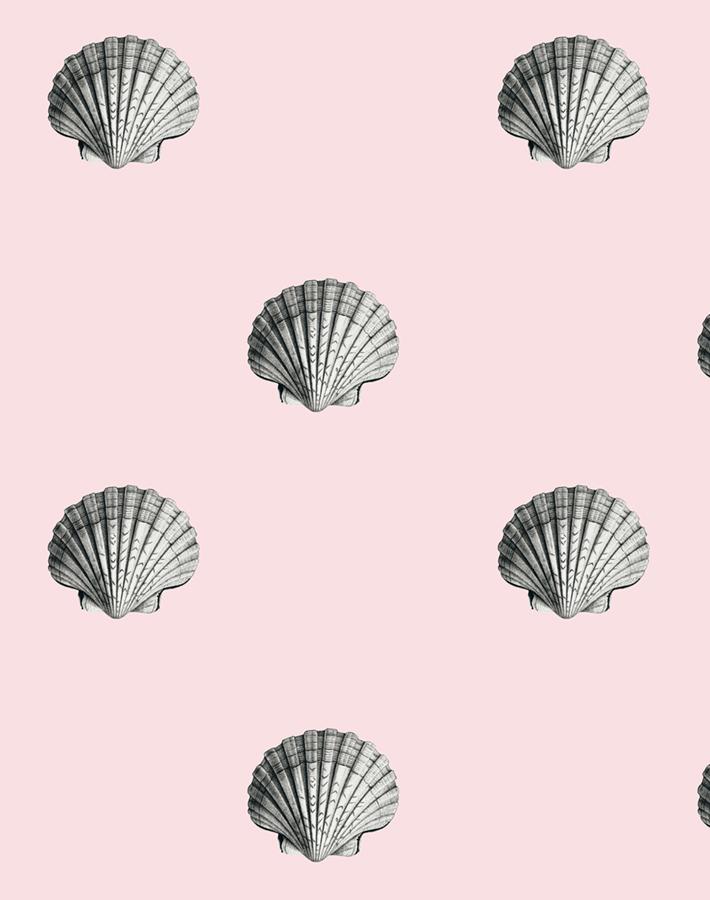 seashell-shell