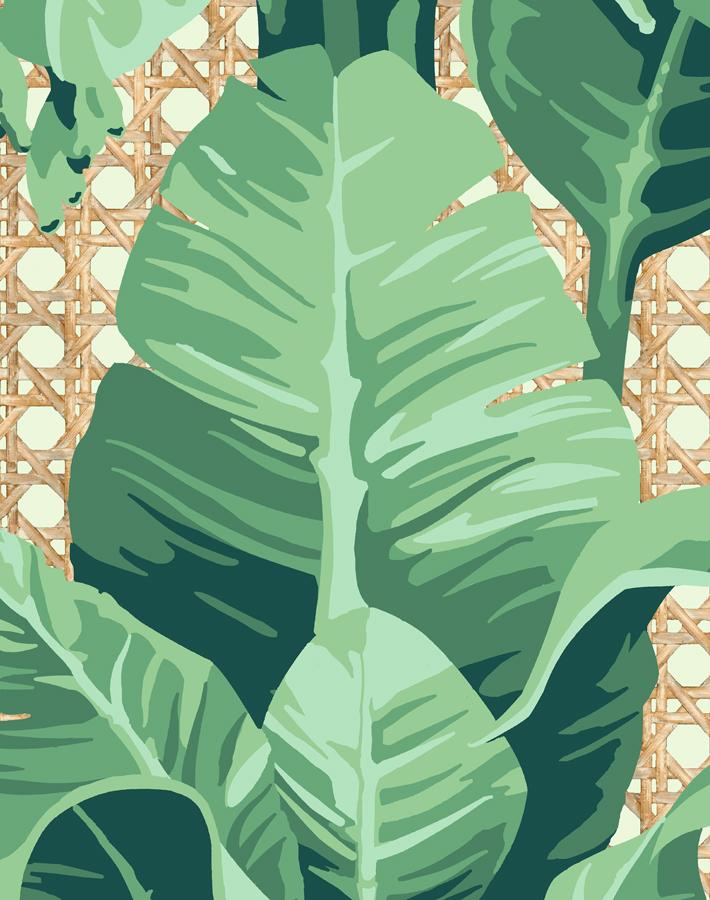 sunnylands palm pistachio