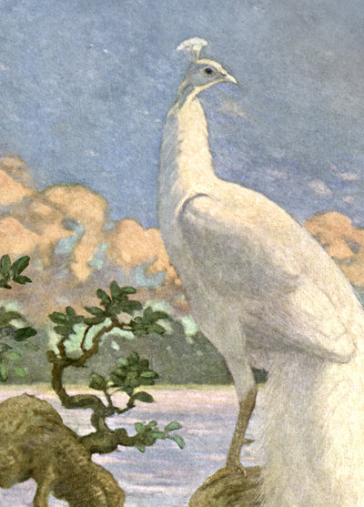 white peacock removable mural