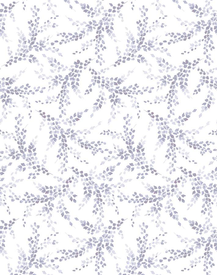 sweet caroline lavender