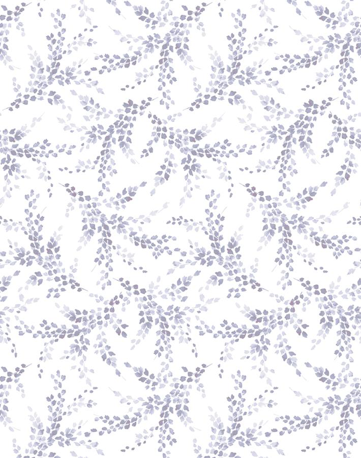 sweet caroline lavender