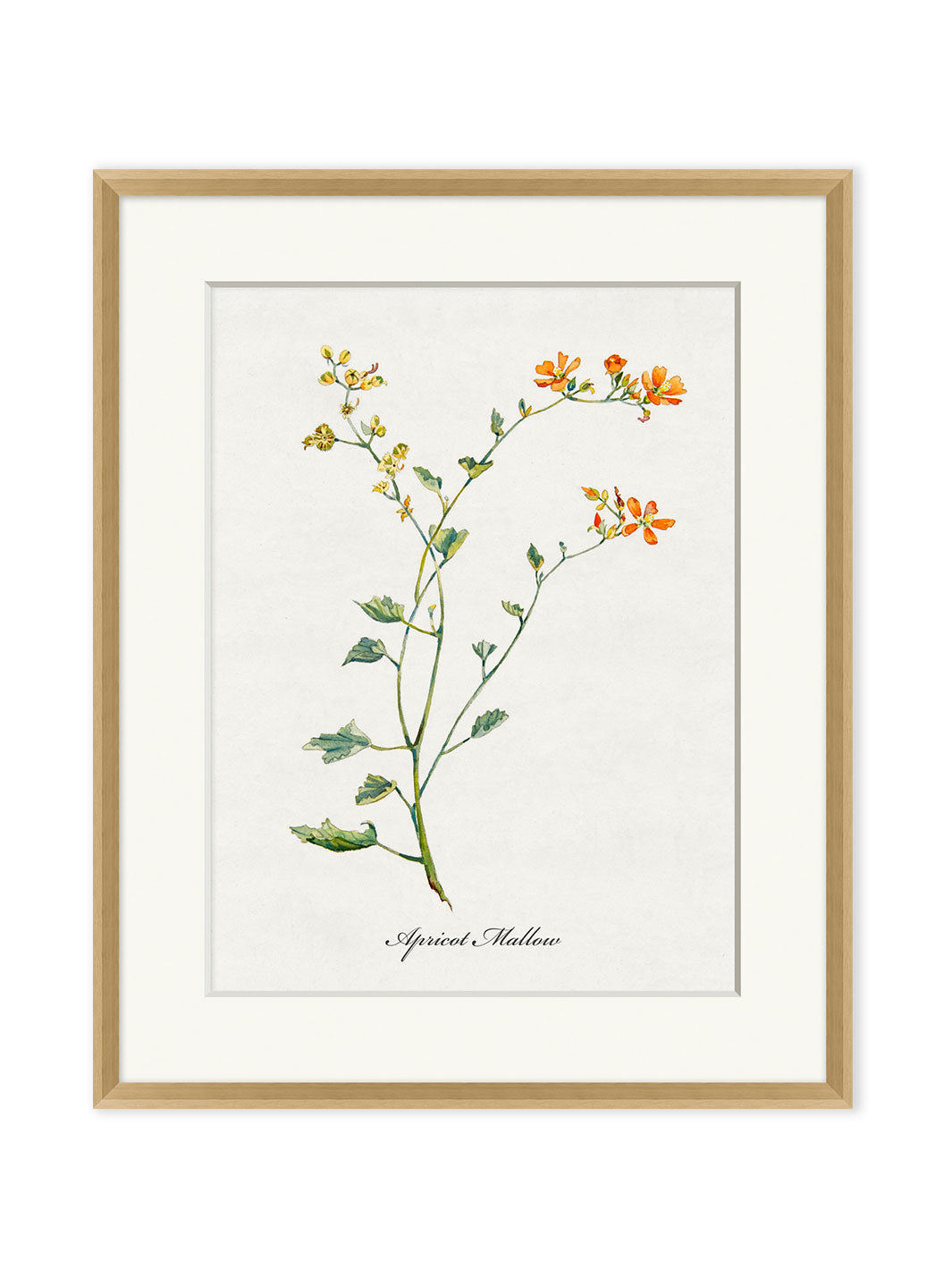 'Valley Wildflower Apricot Mallow' by Nathan Turner Framed Art
