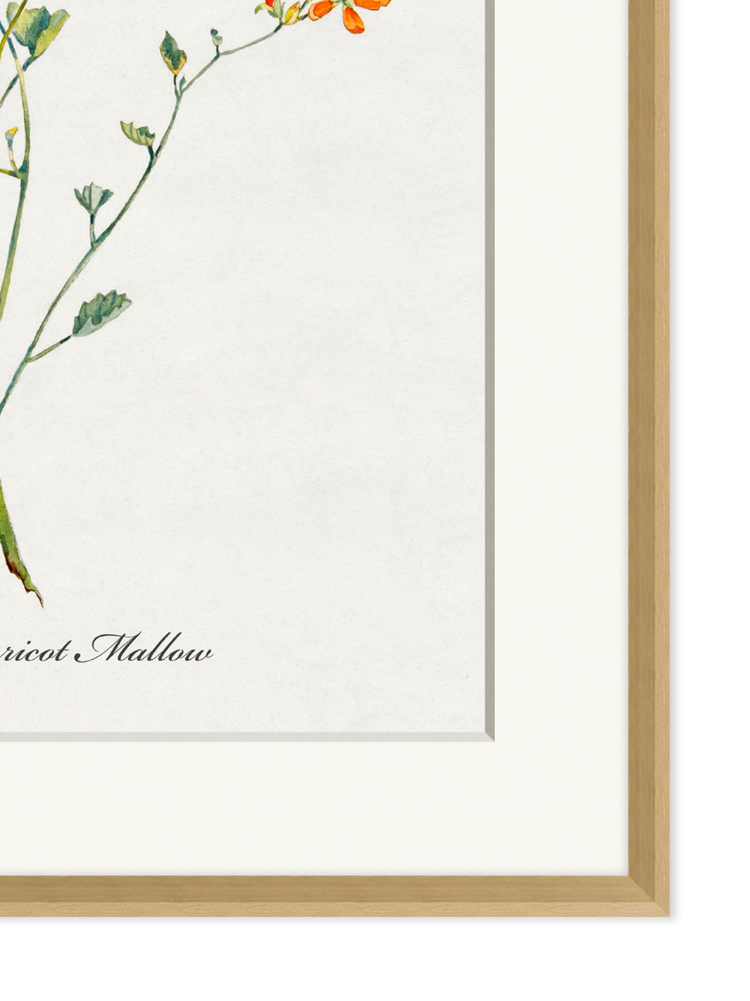 'Valley Wildflower Apricot Mallow' by Nathan Turner Framed Art