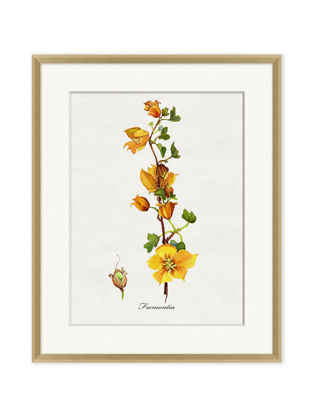 'Valley Wildflower Fremontia' by Nathan Turner Framed Art