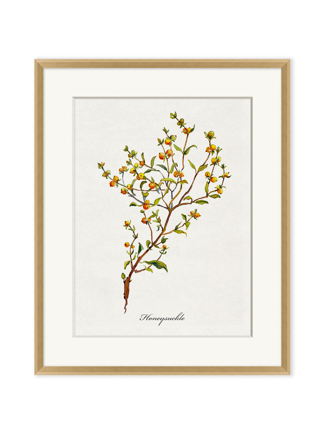 'Valley Wildflower Honeysuckle' by Nathan Turner Framed Art