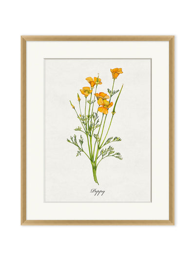 'Valley Wildflower Poppy' by Nathan Turner Framed Art