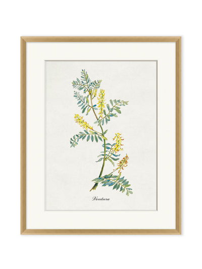 'Valley Wildflower Ventura' by Nathan Turner Framed Art