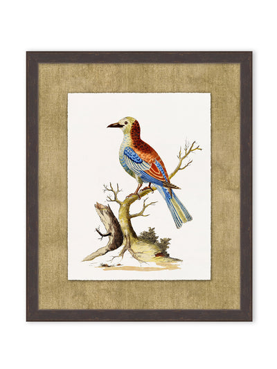 'Woodland Perch 2' by Nathan Turner Framed Art