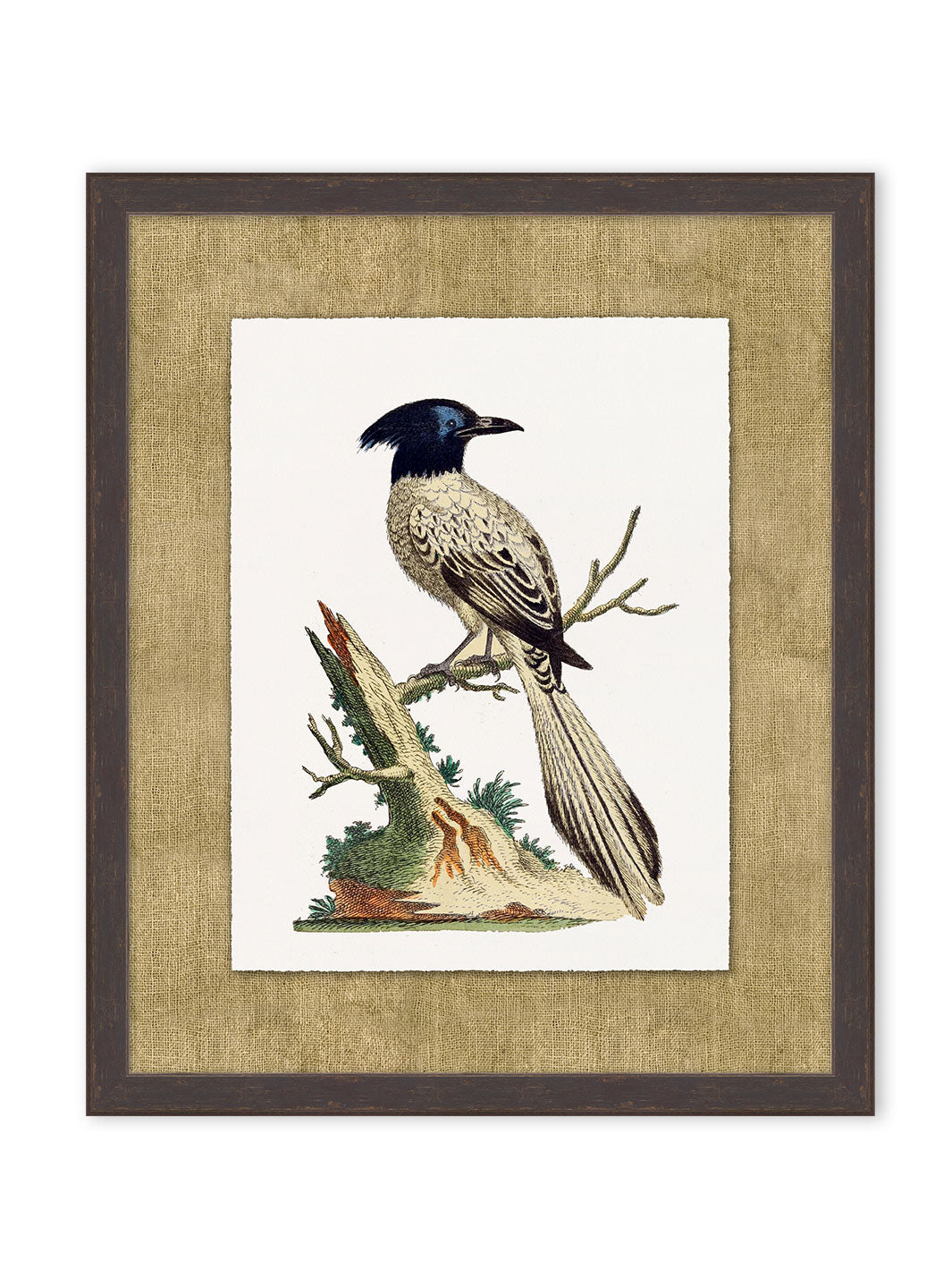 'Woodland Perch 4' by Nathan Turner Framed Art