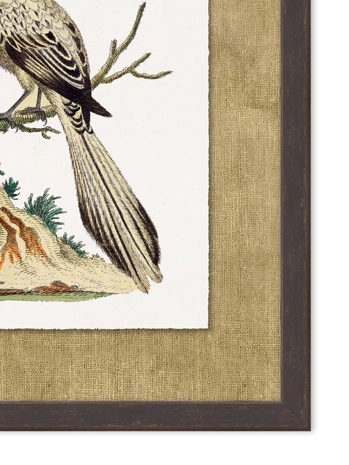 'Woodland Perch 4' by Nathan Turner Framed Art