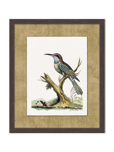 'Woodland Perch 5' by Nathan Turner Framed Art