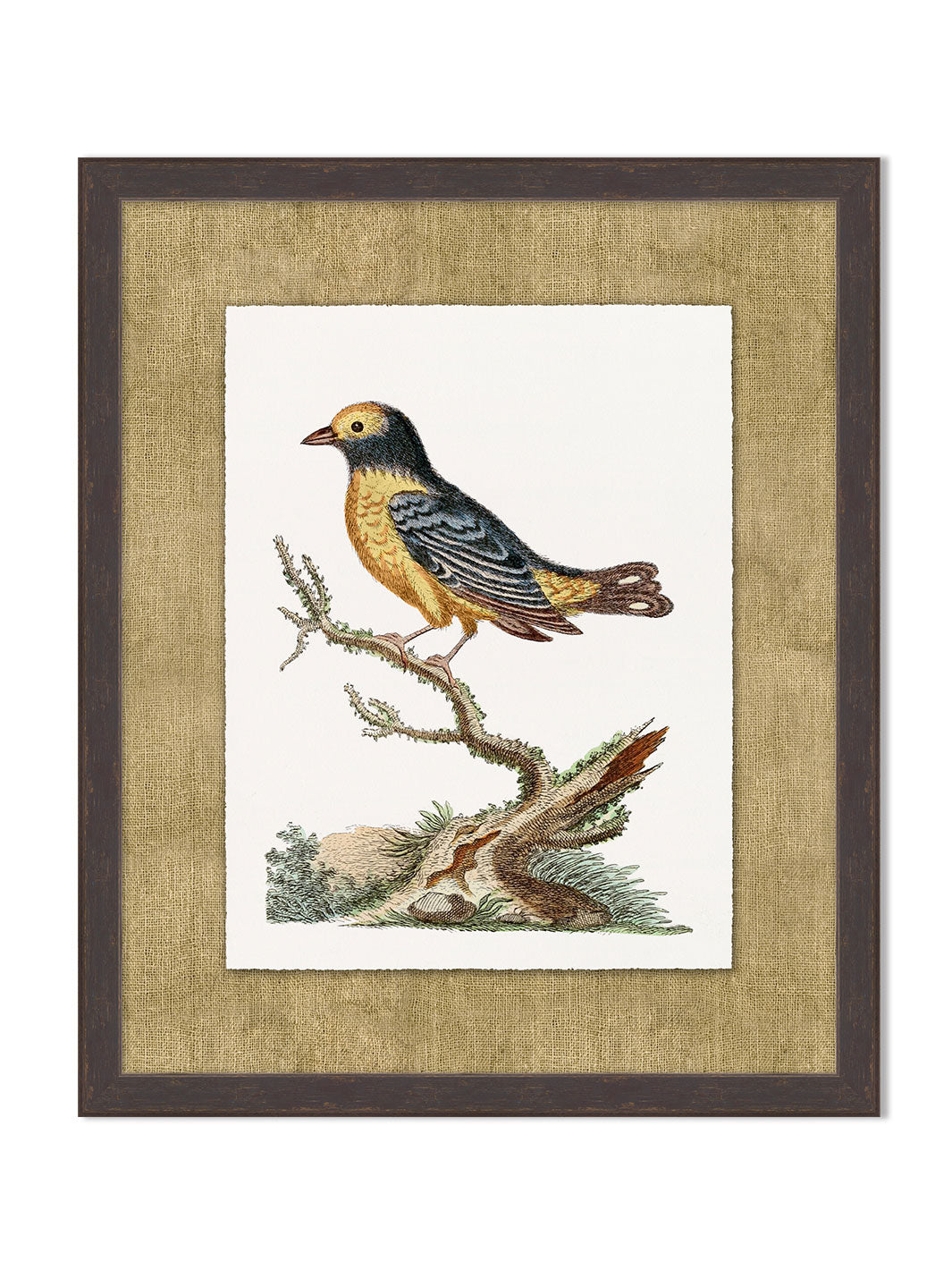 'Woodland Perch 6' by Nathan Turner Framed Art
